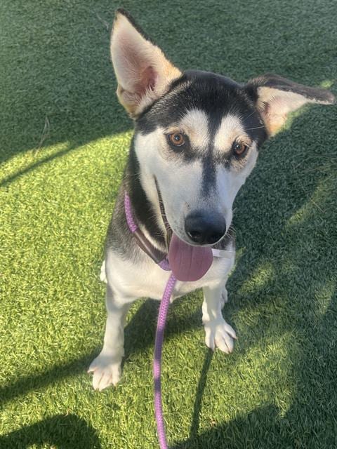 Photo of MO, adoptable Siberian Husky in Downey, California
