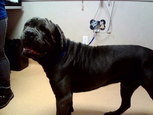 Photo of Goliath, adoptable Neapolitan Mastiff in Martinez, California