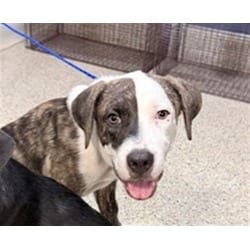Photo of Jerry, adoptable American Pit Bull Terrier in Doral, Florida