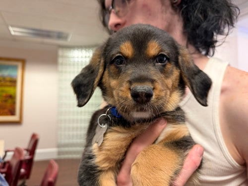 Photo of Miney - Brinleys Litter, adoptable Coonhound in Holly Springs, North Carolina