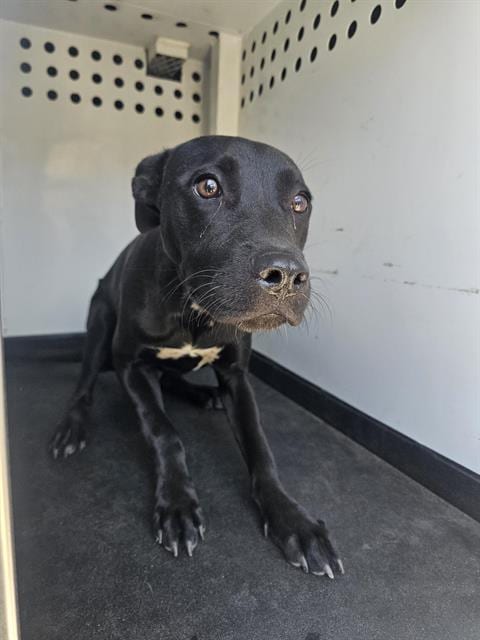 Photo of A167215, adoptable Pit Bull Terrier in Bakersfield, California