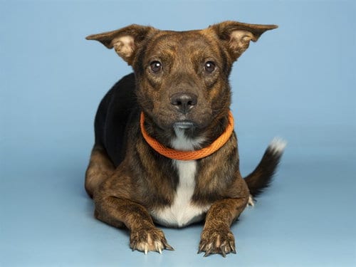 Photo of Tippy, adoptable Queensland Heeler in Phoenix, Arizona