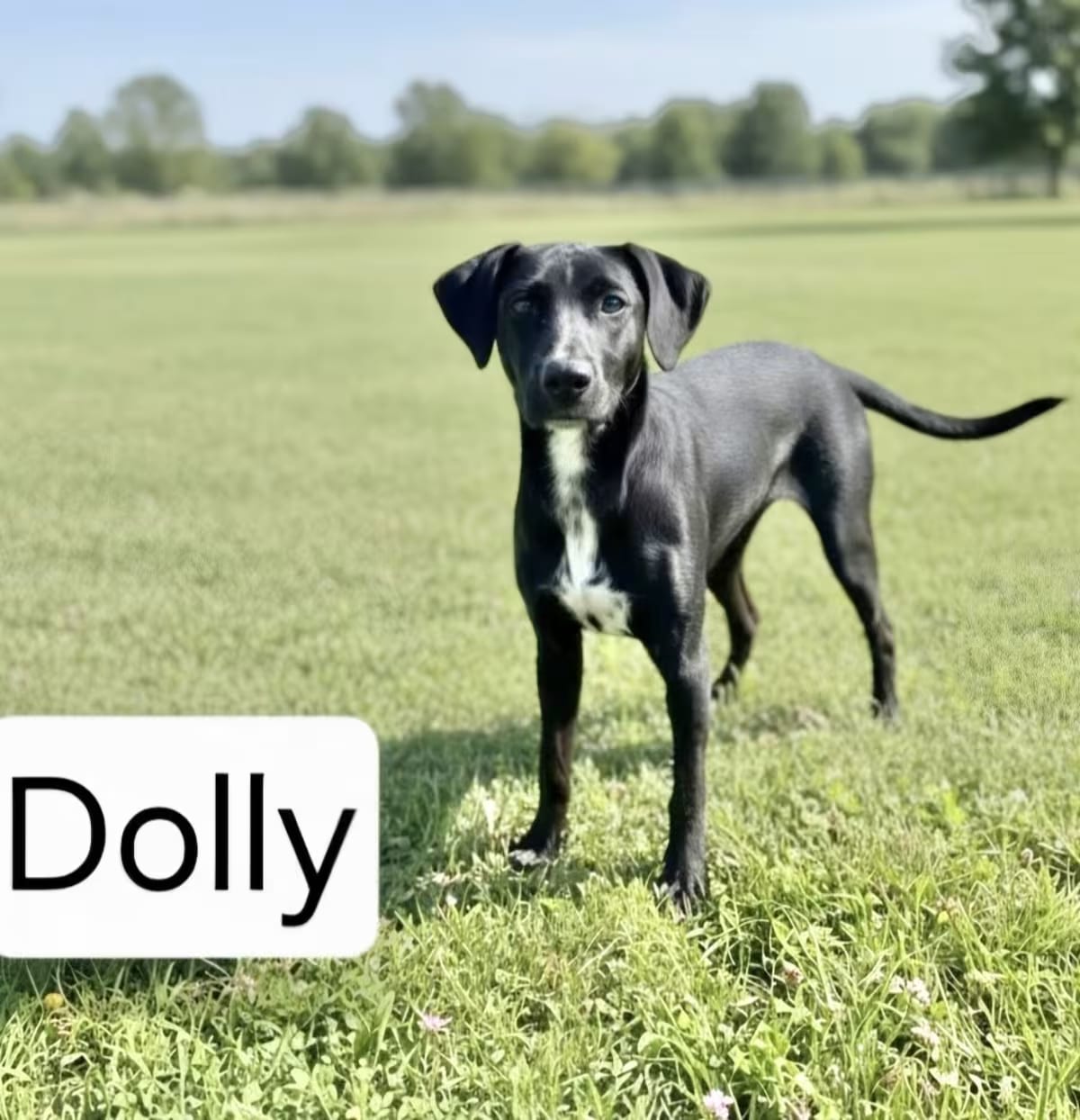 Photo of Dolly 1, adoptable Labrador Retriever in East Hartford, Connecticut
