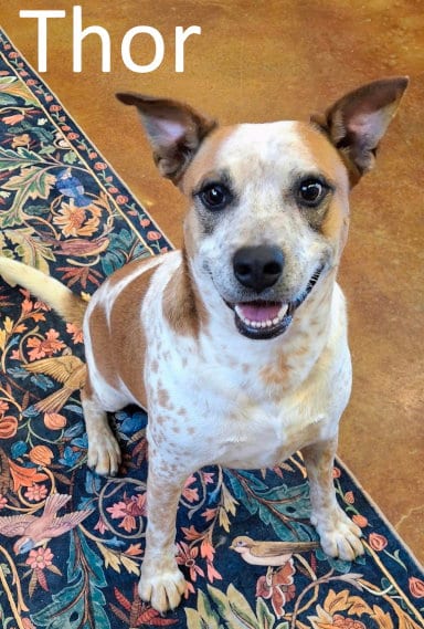 Photo of Thor, adoptable Red Heeler in Mountain View, Arkansas