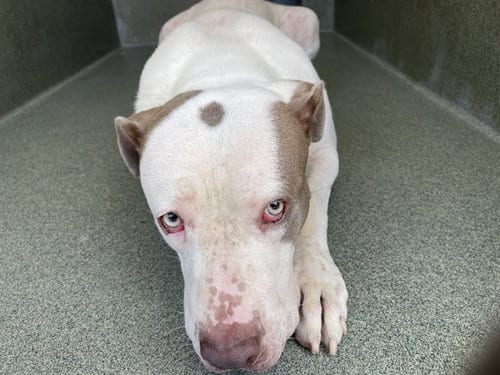 Photo of Darla, adoptable Mastiff in Gardena, California