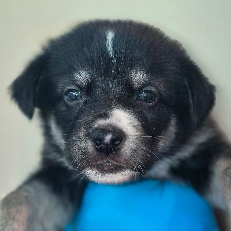 Photo of Glacier, adoptable Retriever, Labrador / Mixed Breed (Medium) in Chapel Hill, North Carolina