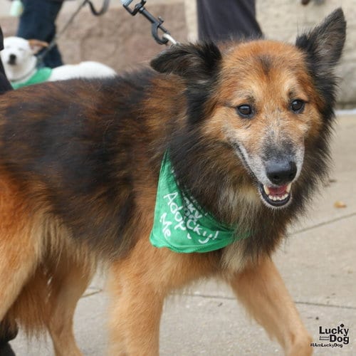 Photo of Gumdrop, adoptable Shetland Sheepdog Sheltie in Washington, District of Columbia