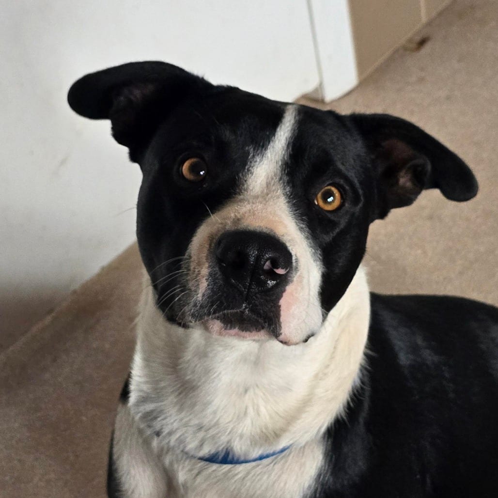 Photo of Violet, adoptable Collie, Border / Mixed Breed (Medium) in Kanab, Utah