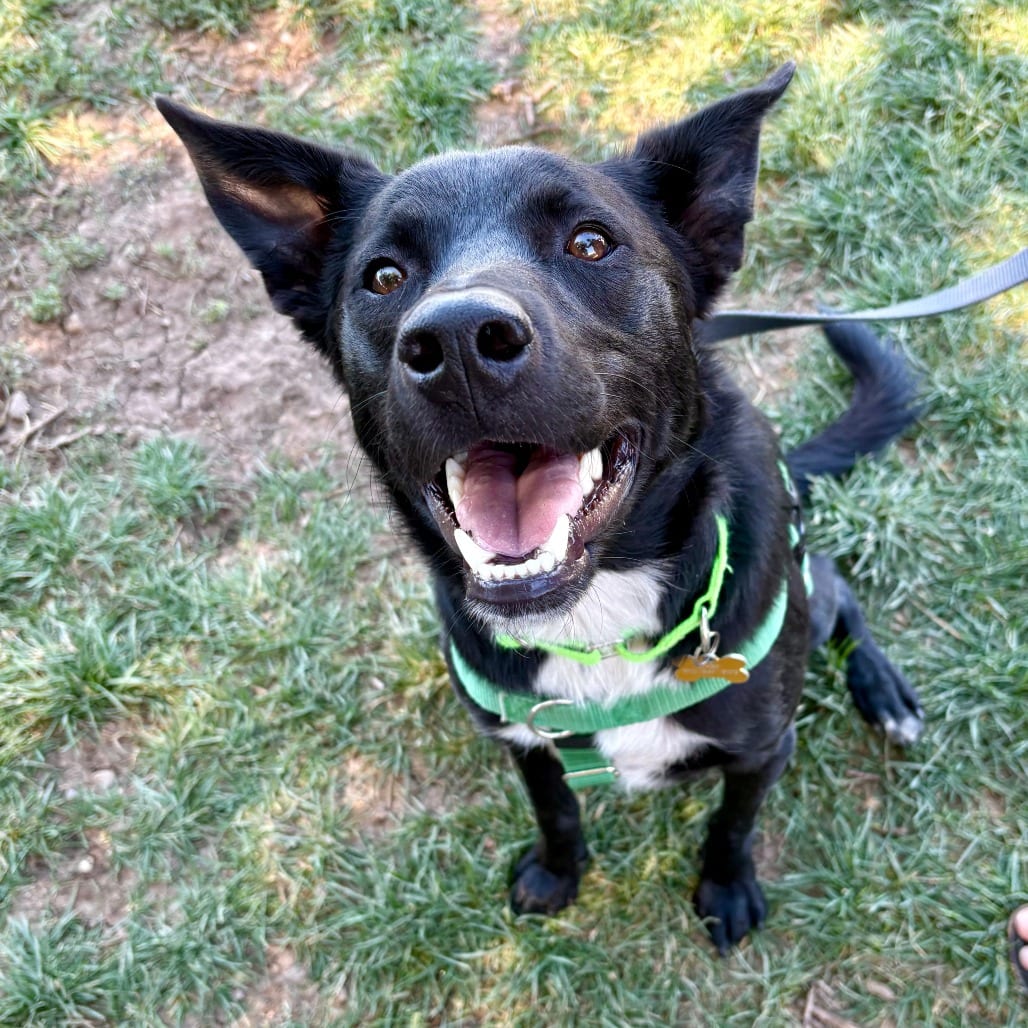 Photo of Tucker, adoptable American Blue Heeler / Mixed Breed (Medium) in Glenwood Springs, Colorado