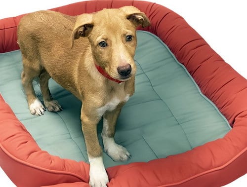 Photo of Jessie, adoptable Labrador Retriever in Ft Lauderdale, Florida