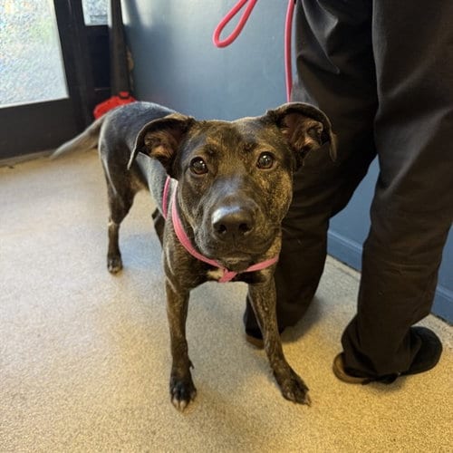 Photo of Coco, adoptable German Shepherd Dog in Alameda, California