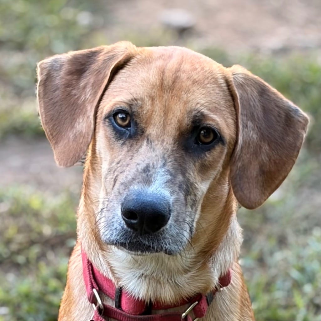 Photo of Wishbone, adoptable Shepherd in Bloomfield, Connecticut