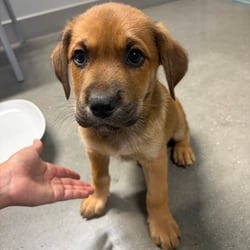 Photo of Aaden, adoptable Golden Retriever in San Antonio, Texas