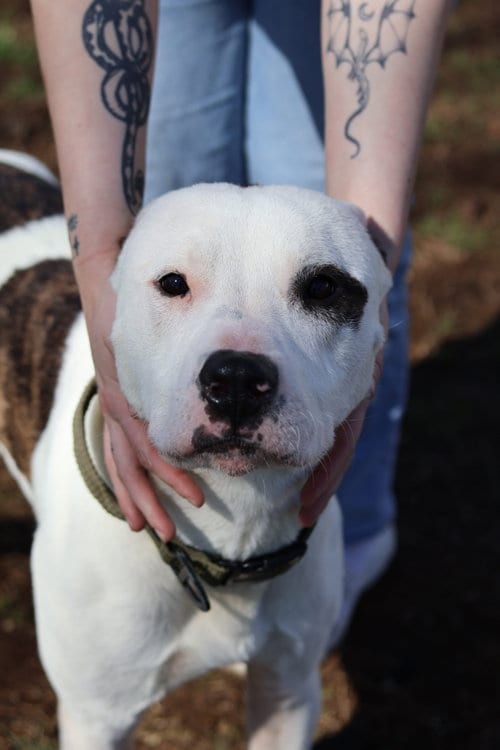 Photo of Titan, adoptable Pit Bull Terrier in Martinsburg, West Virginia