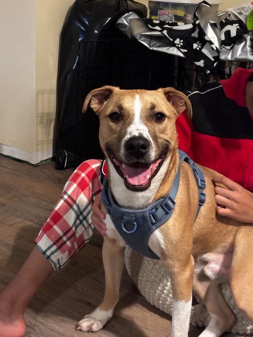 Photo of Oggie, adoptable Labrador Retriever in Greensboro, North Carolina