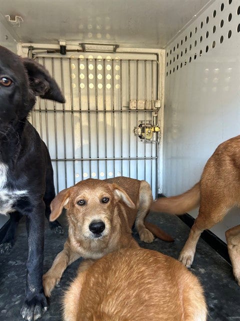 Photo of A171117, adoptable German Shepherd Dog in Bakersfield, California