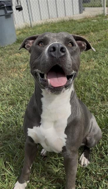 Photo of BO, adoptable American Bulldog in Rosenberg, Texas