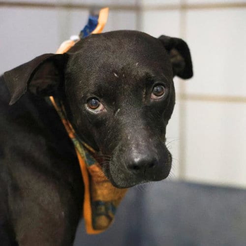 Photo of Ramon, adoptable American Staffordshire Terrier in San Antonio, Texas