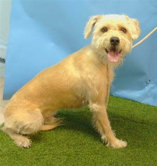 Photo of Rocky, adoptable Terrier in Gardena, California
