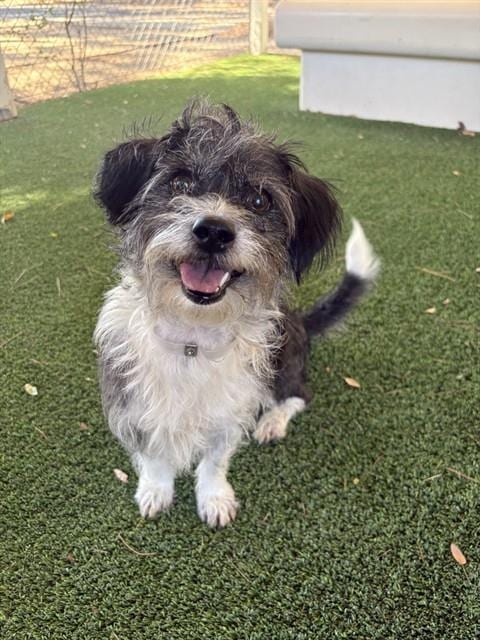 Photo of Hershey, adoptable Terrier in Castaic, California