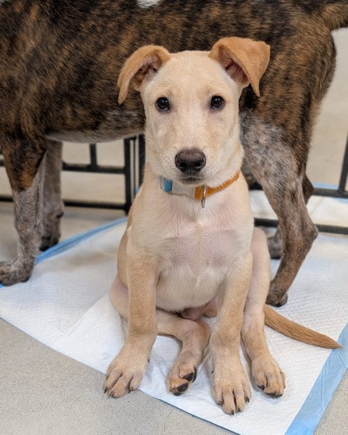 Photo of Lyric, adoptable Labrador Retriever in San Diego, California