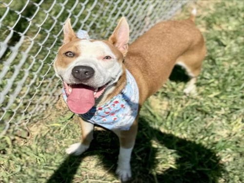 Photo of Savannah, adoptable Staffordshire Bull Terrier in Houston, Texas