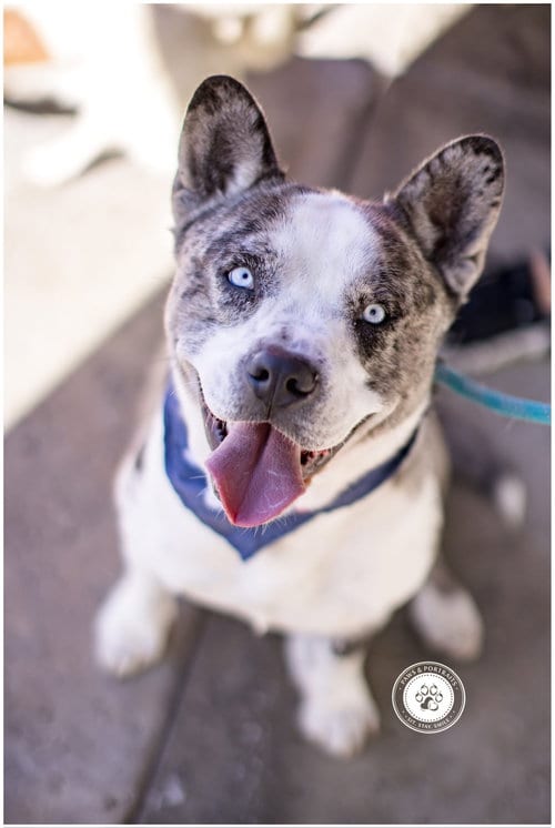 Photo of Dublin, adoptable French Bulldog in Newport Beach, California
