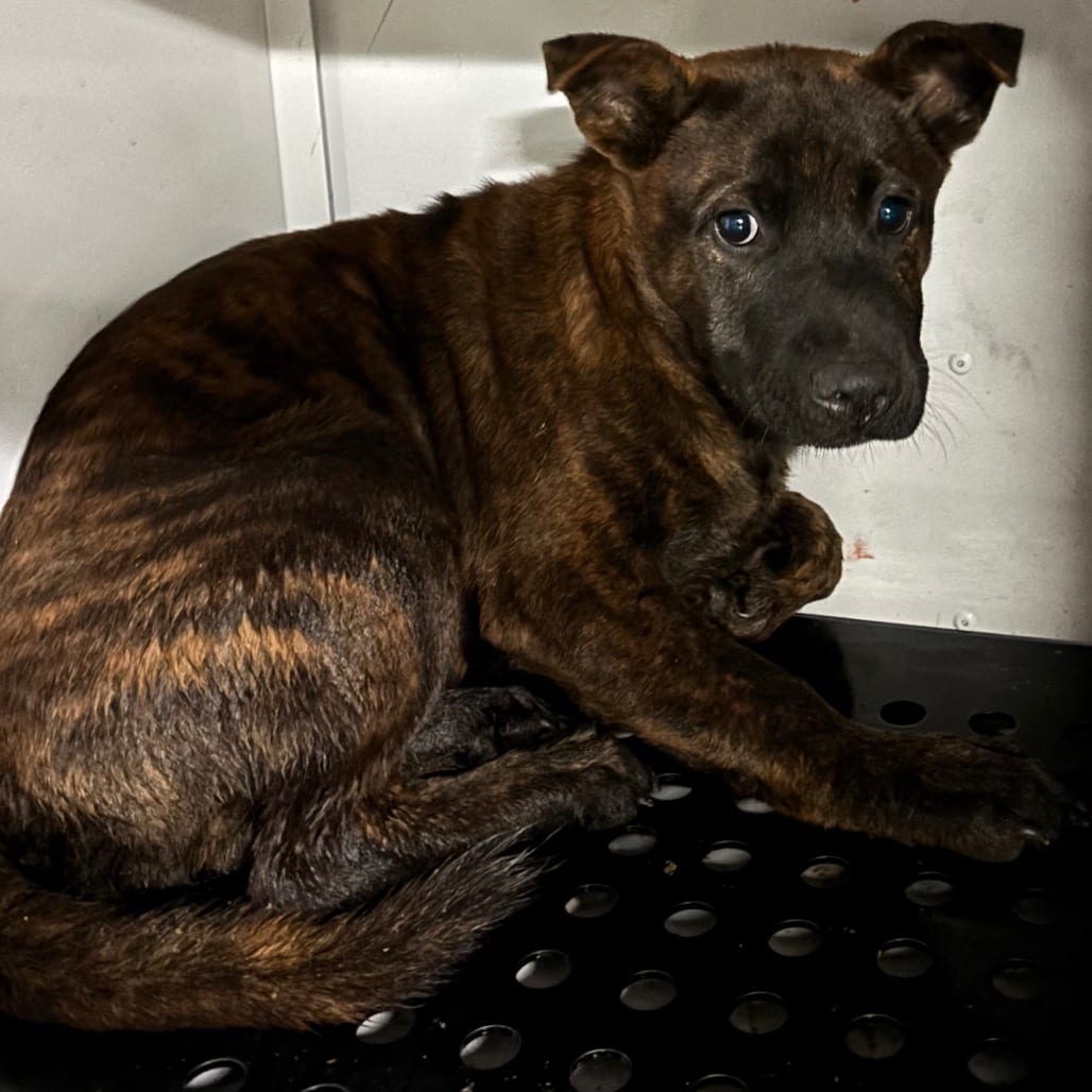 Photo of Vixen, adoptable dog