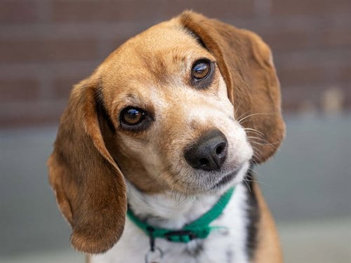 Photo of Ruby Tuesday, adoptable Beagle in Denver, Colorado