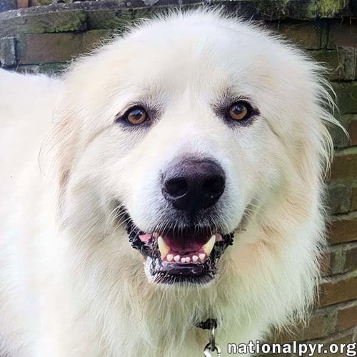 Photo of Brody in KY - Loves To Curl Up With His Blanket, adoptable Great Pyrenees in Beacon, New York