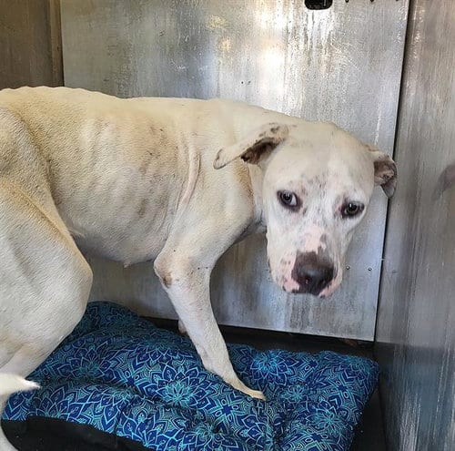 Photo of Junebug, adoptable American Staffordshire Terrier in San Antonio, Texas