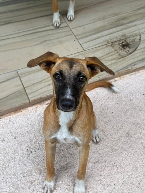 Photo of Mandarina, adoptable Whippet in San Diego, California