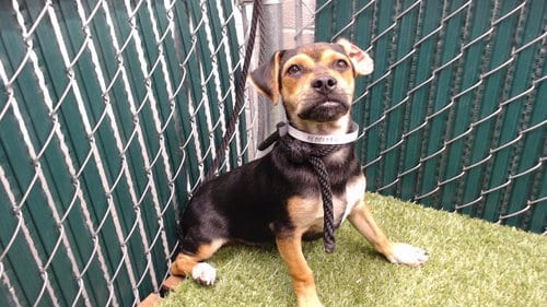 Photo of Max, adoptable Chihuahua in Downey, California