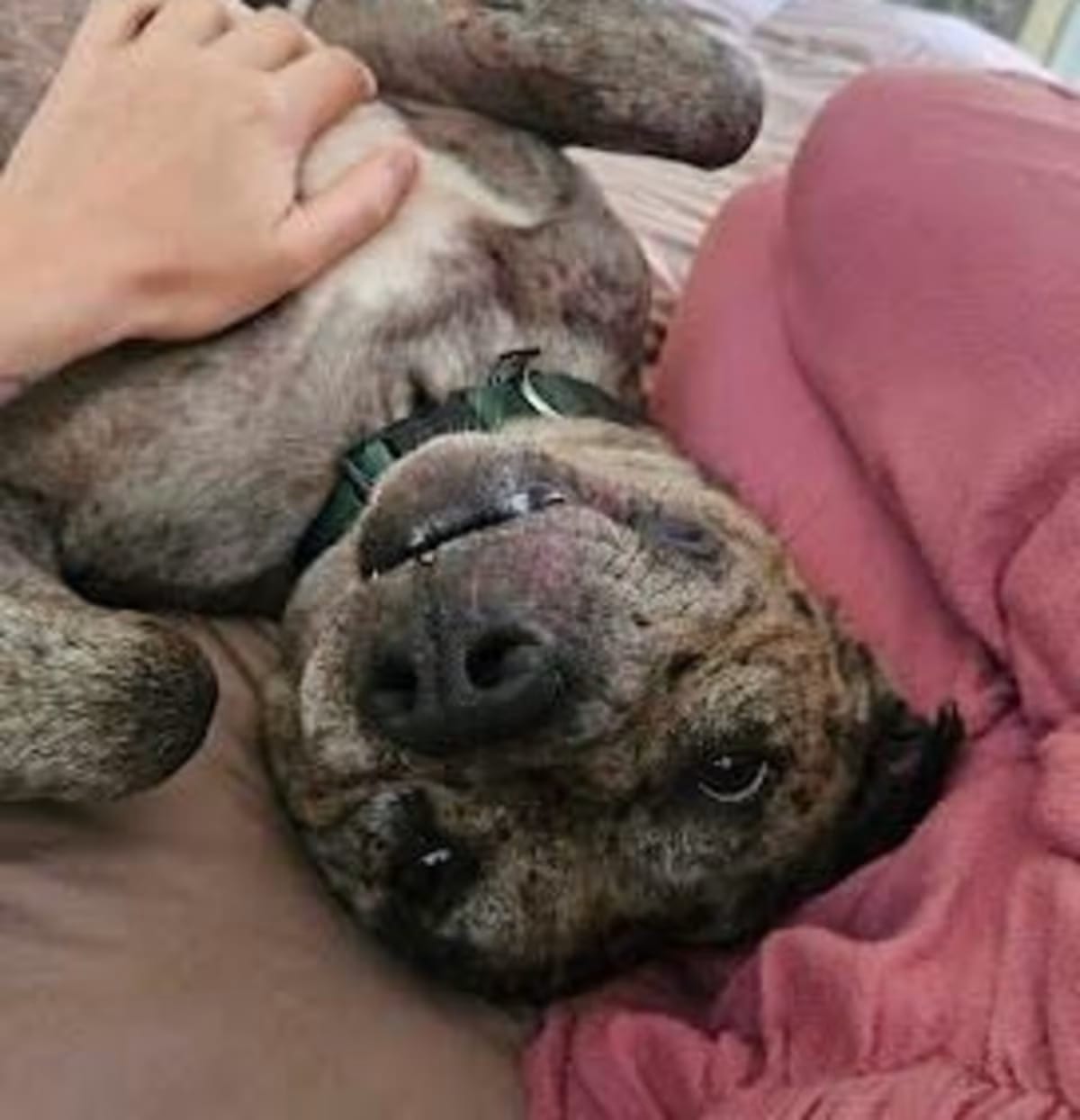 Photo of Pinto, adoptable Catahoula Leopard Dog in Columbia, South Carolina