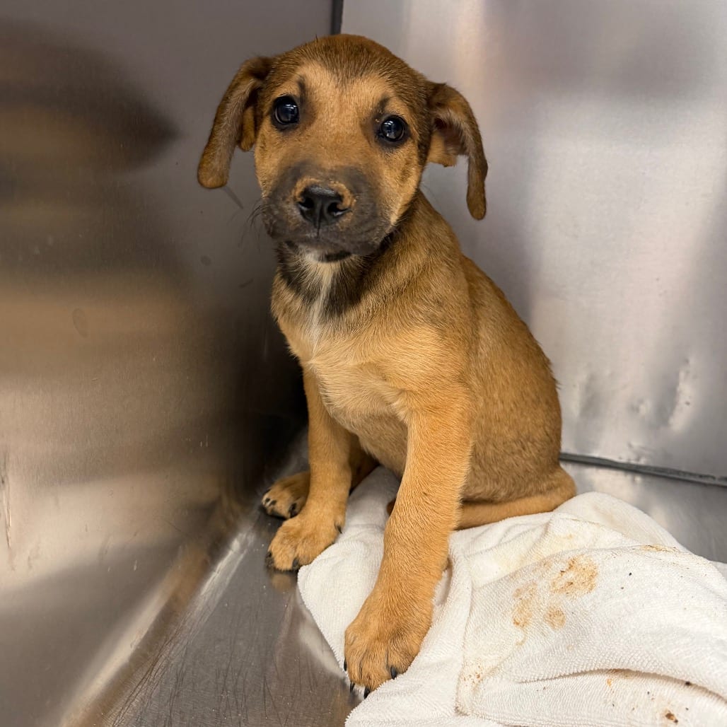 Photo of Droolula, adoptable Mixed Breed (Large) in Martinsville, Virginia