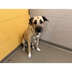 Photo of Luna, adoptable Mastiff in Colorado Springs, Colorado