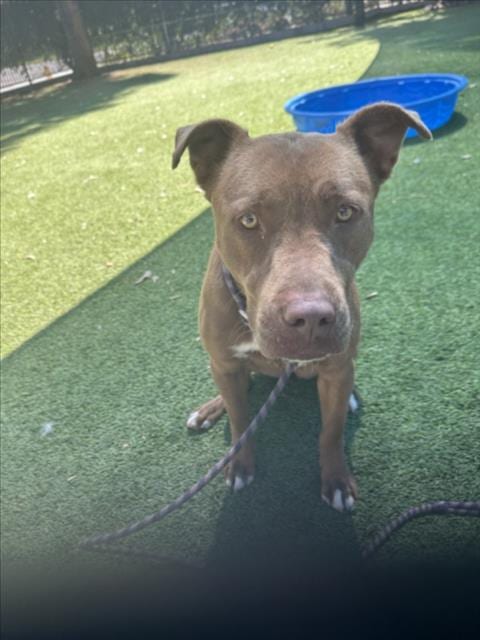 Photo of Canela, adoptable Staffordshire Bull Terrier in Van Nuys, California
