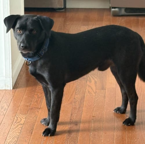 Photo of Blackie, adoptable Retriever in Plainfield, Illinois