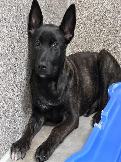 Photo of Salem, adoptable Belgian Shepherd Malinois in Santa Rosa, California