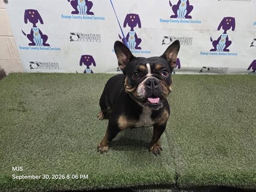 Photo of Roxy, adoptable French Bulldog in Orlando, Florida