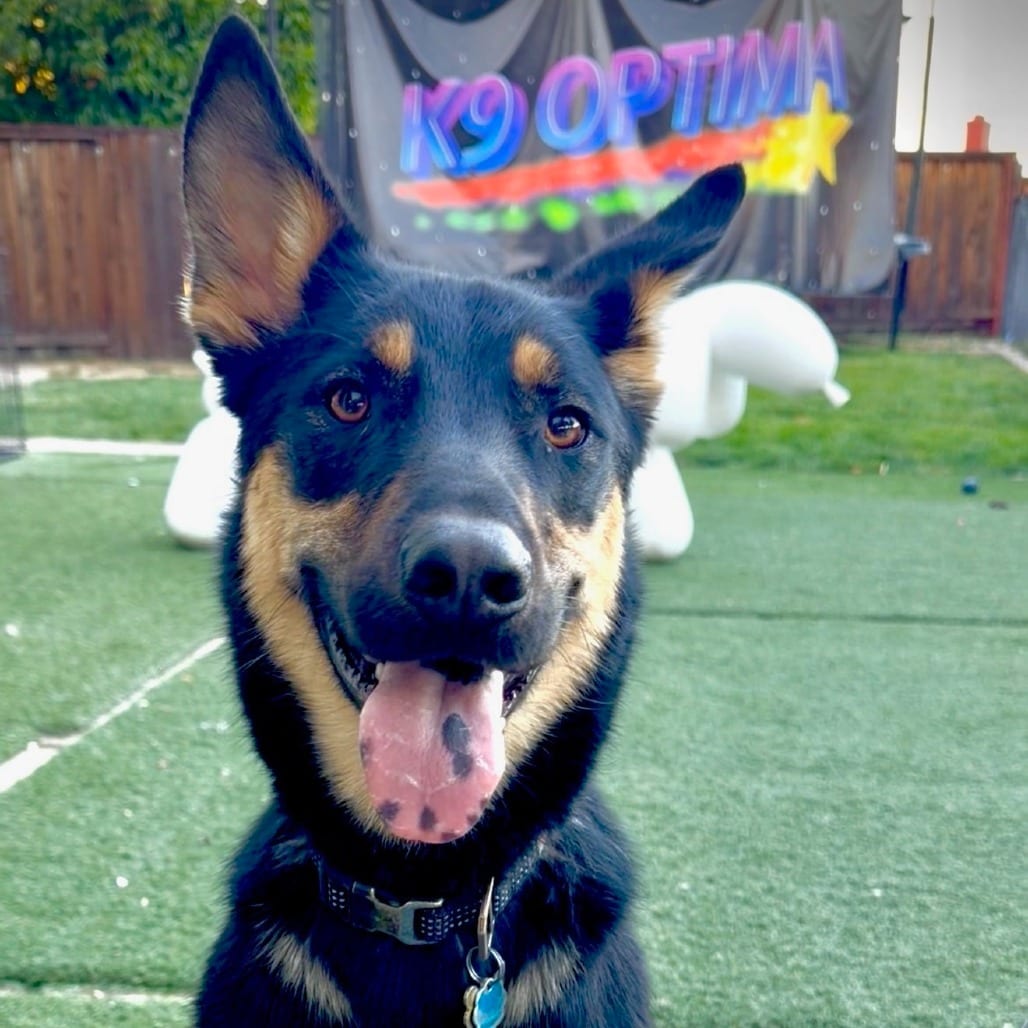 Photo of Hunter, adoptable Shepherd / Mix in San Francisco, California