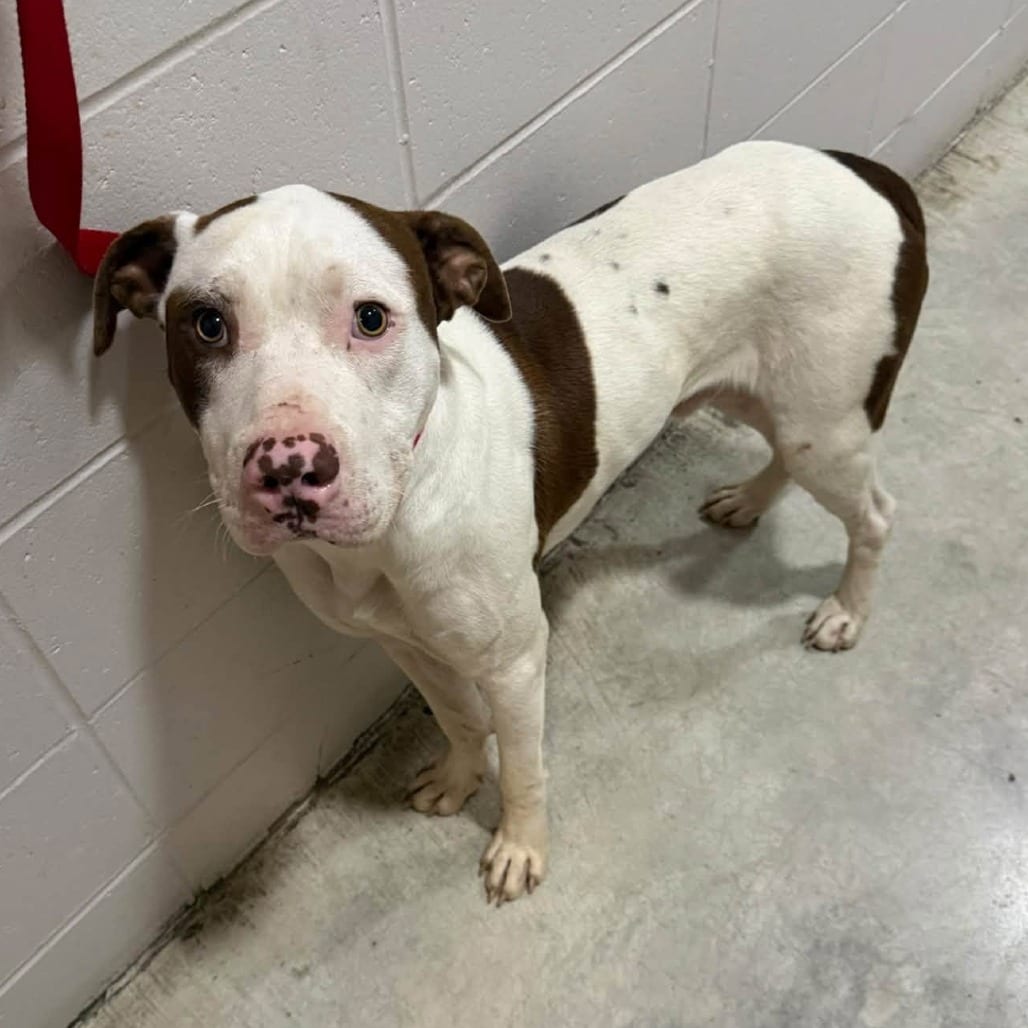 Photo of Dude K15, adoptable Mixed Breed (Large) in Union, Missouri