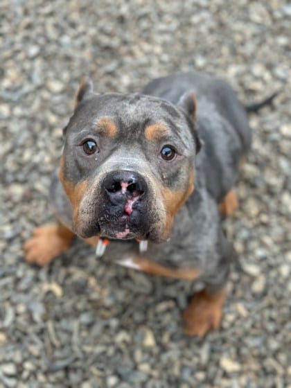 Photo of Aries, adoptable dog in Atlanta, Georgia