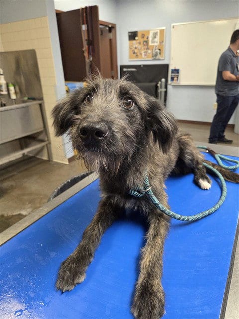 Photo of Rain, adoptable Welsh Terrier in Phoenix, Arizona