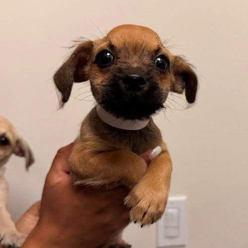 Photo of Cordelia, adoptable Unknown breed in Rancho Santa Fe, California