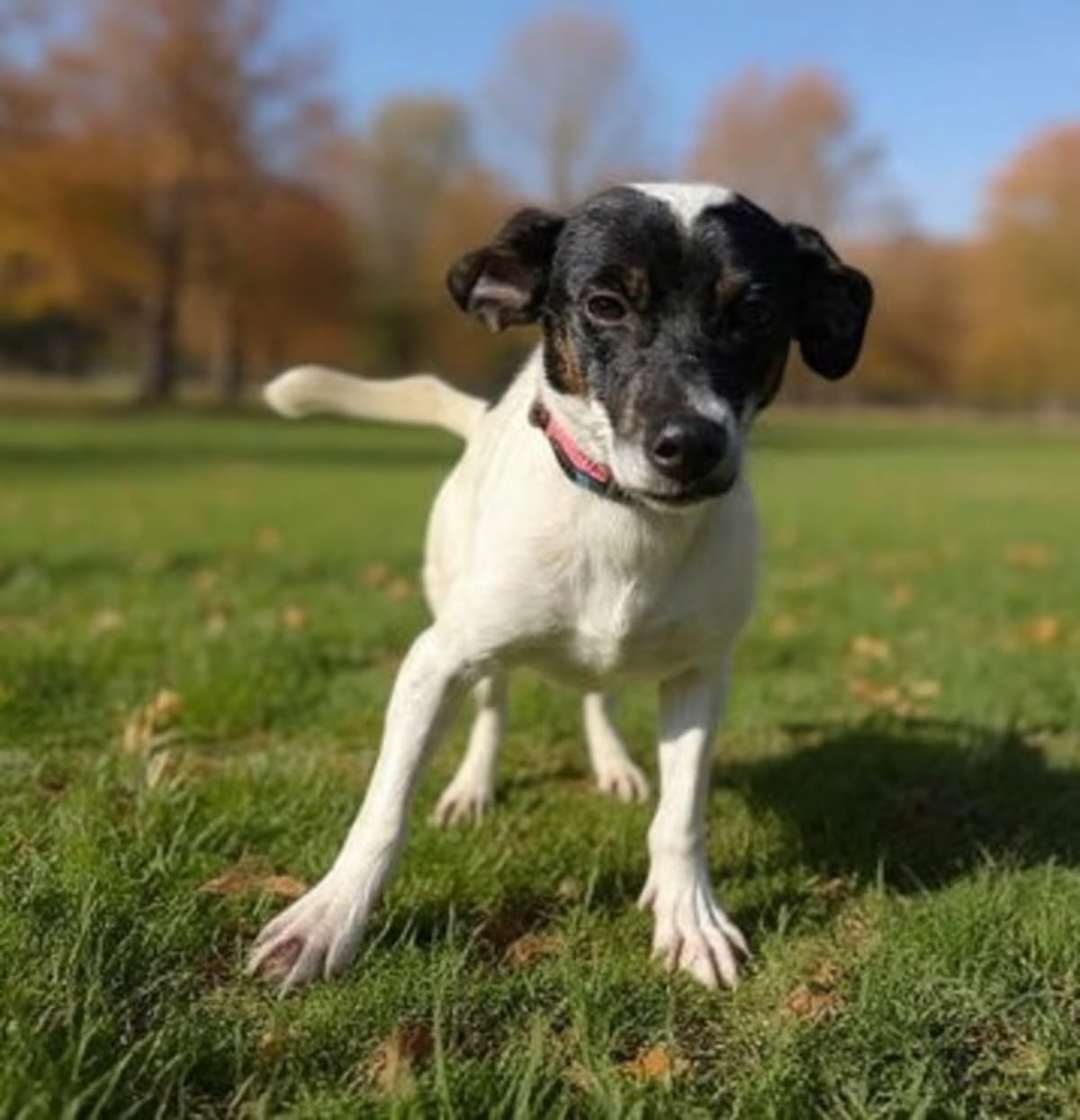 Photo of Precious, adoptable Mixed Breed (Small) in Westwood, New Jersey