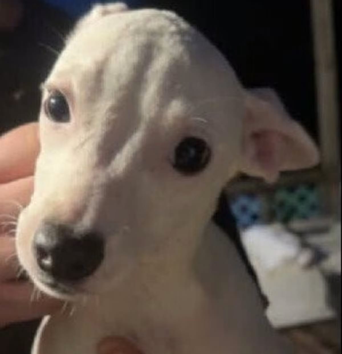 Photo of Mara, adoptable Chihuahua in New York, New York