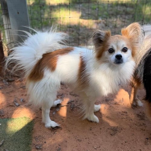 Photo of Zamboni, adoptable Pomeranian in Garland, Texas