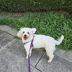 Photo of Leon, adoptable Poodle (Miniature) in Washington, District of Columbia