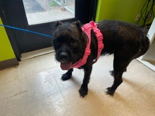 Photo of Chai, adoptable Terrier mix in Kent, Washington